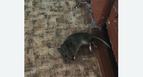 Дезинфекция от мышей в Мурашах